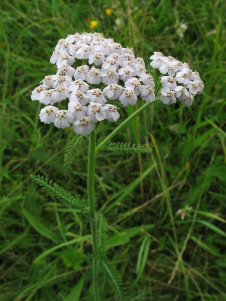Achillée Millefeuille